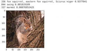 squirrel prediction
